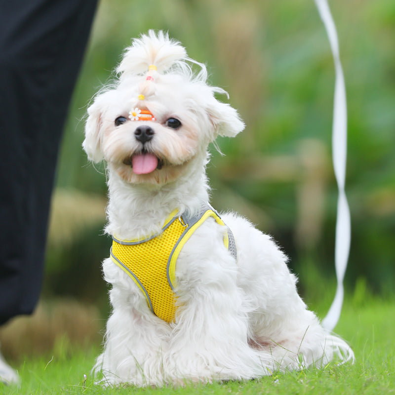 Cat Traction Rope To Prevent Break Free Chest Harness